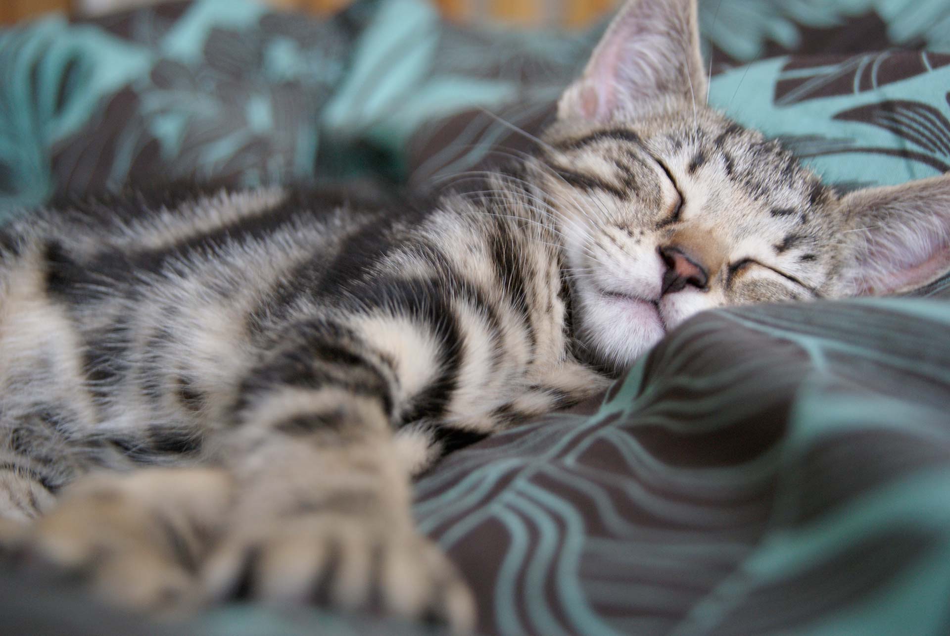 img-cat