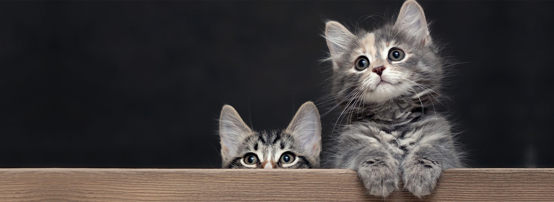 Considering kitten
