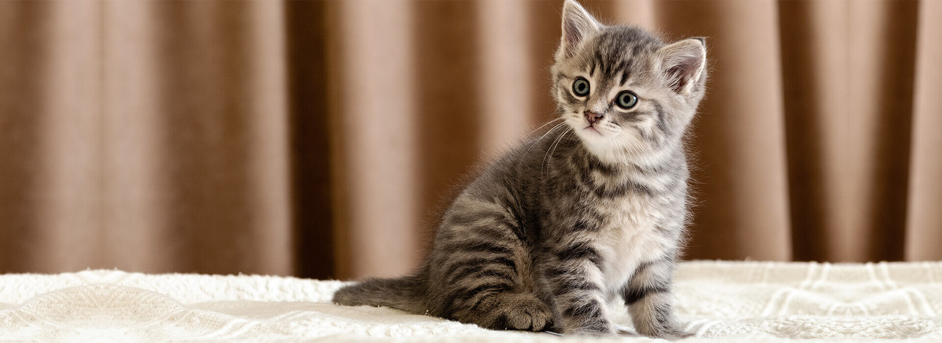 Kitten Banner