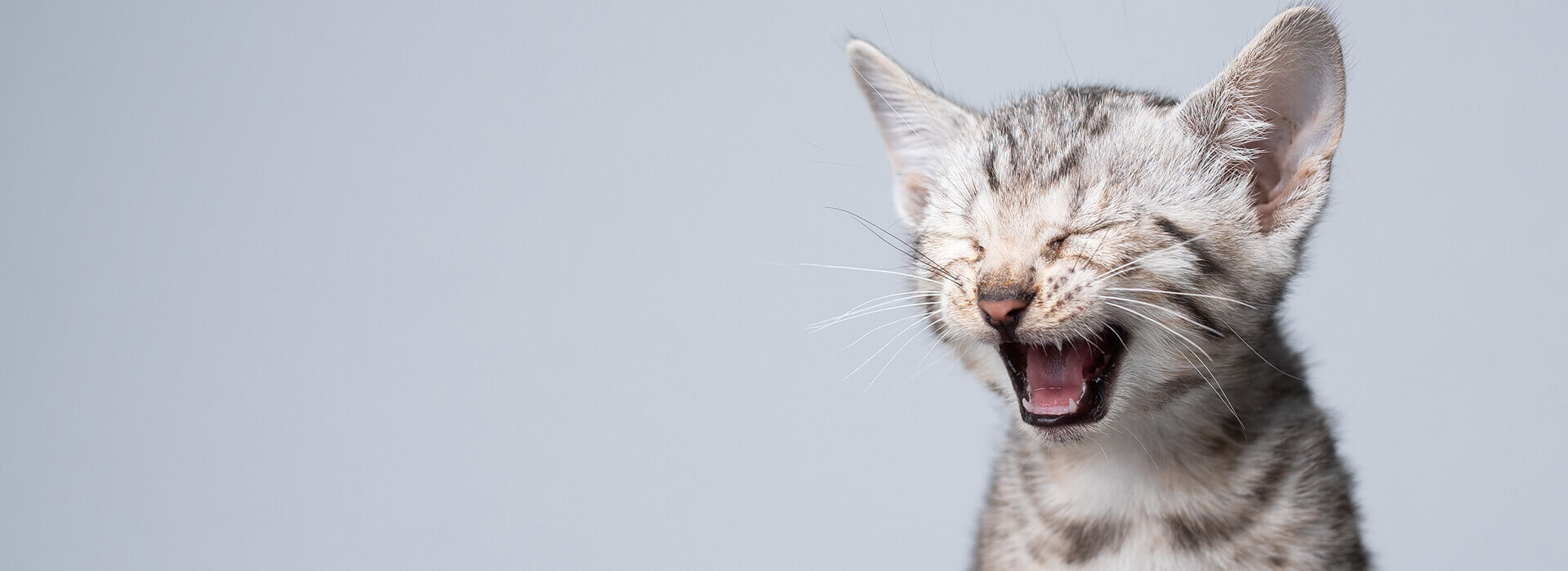 Kitten Language