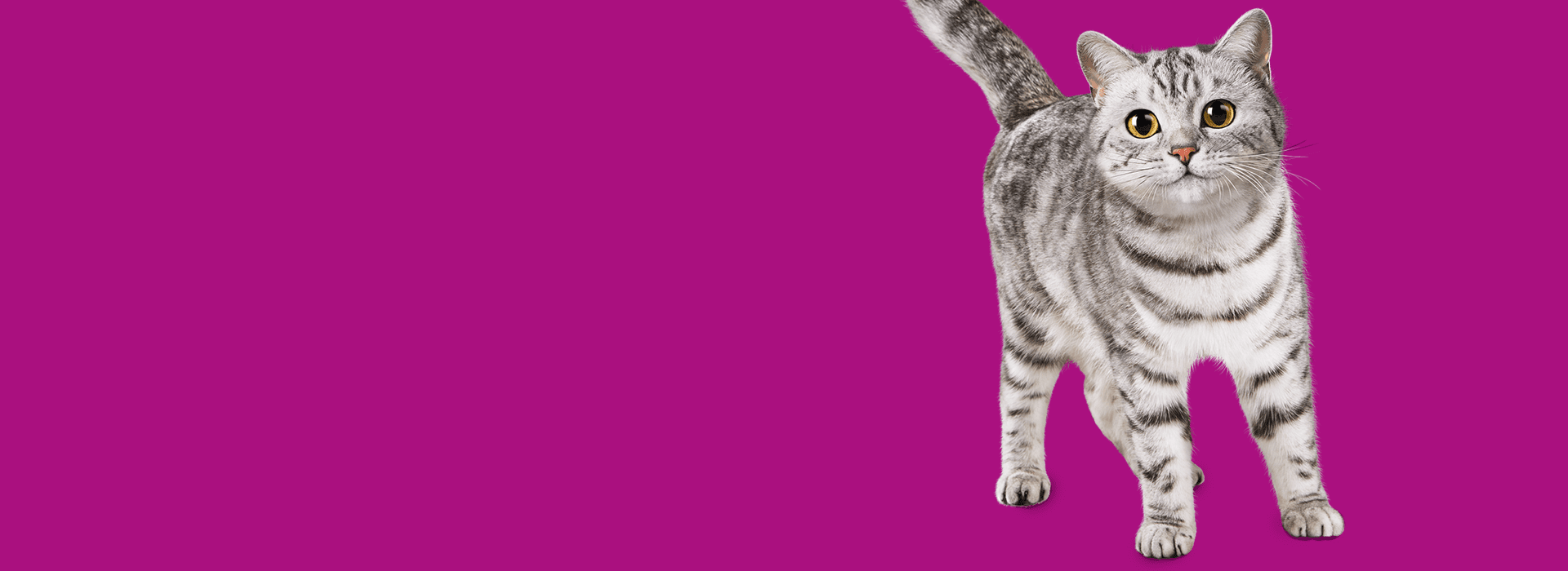 Adult Banner