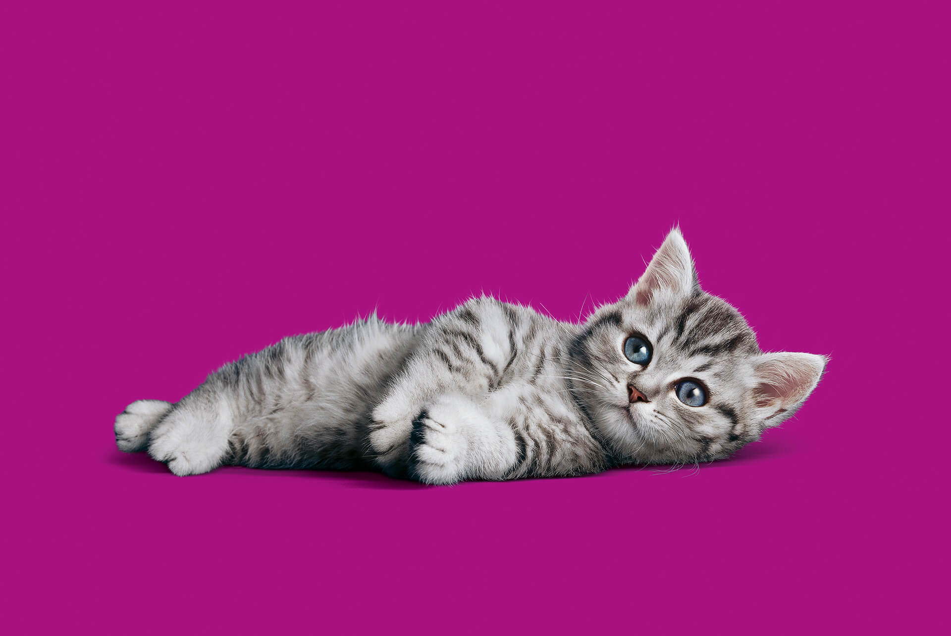 Cat image